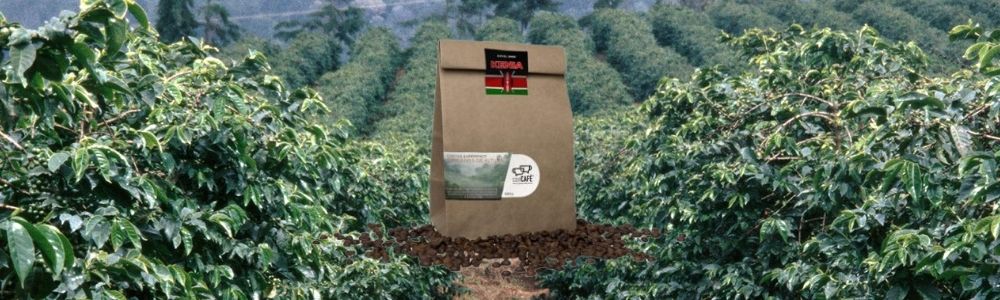 Campos de café Kenia y nuestro Excel 2.000 Café de Especialidad de conCAFÉ 