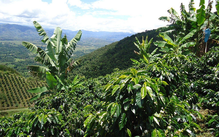Cafetal en la región de Huila, Colombia