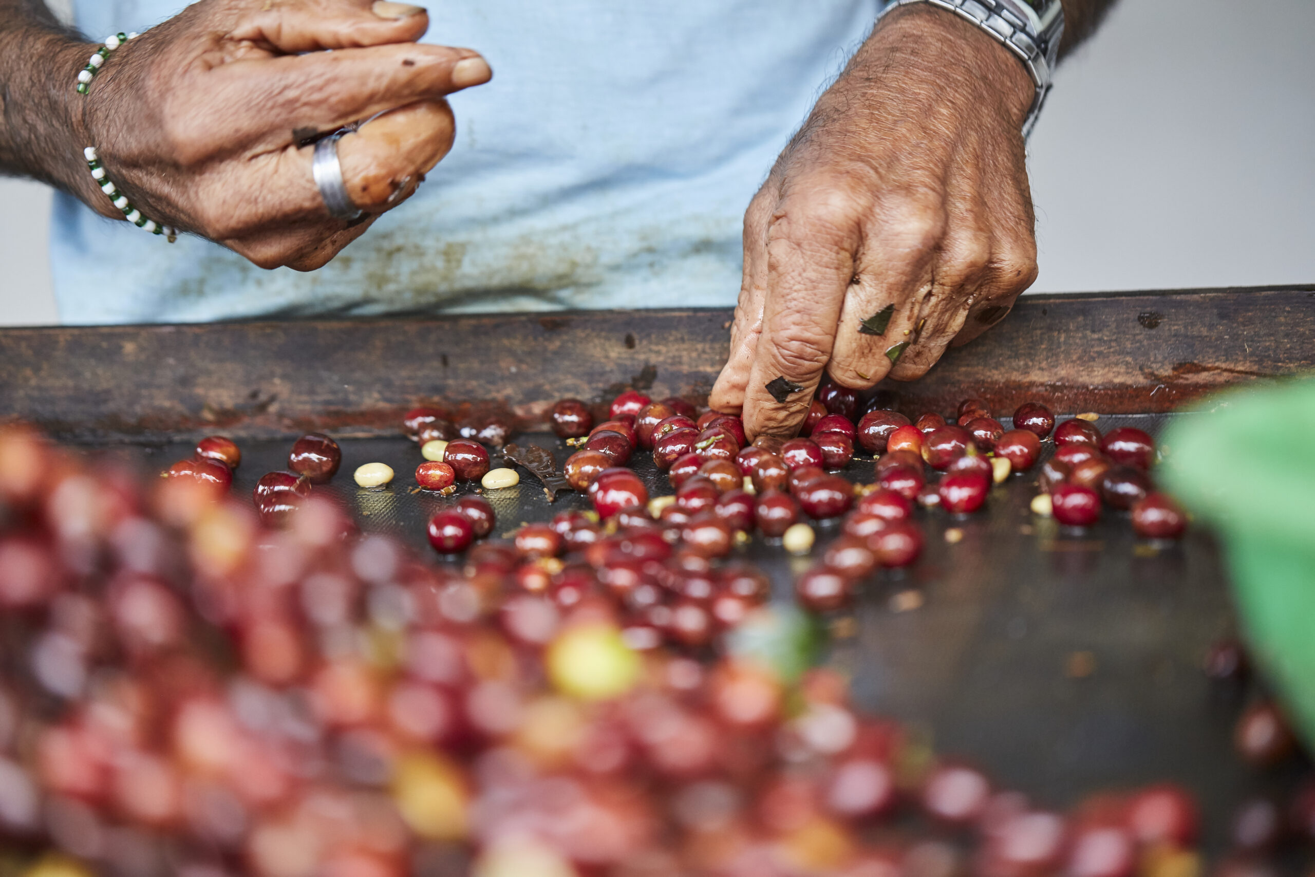 Foto de manos masculinas clasificando frutos café cosechados antes secarlos