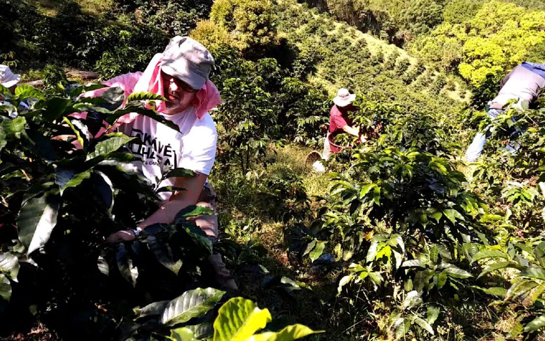 Foto de trabajadores recolectando a mano los granos de café en un cafetal en Costa Rica